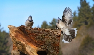 Waving Jay