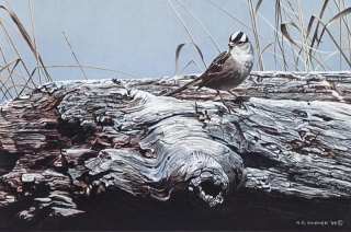 White Crowned Sprrow on Driftwood