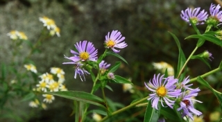 Wildflowers