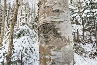 Winter Birch