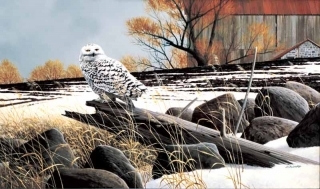 Winter Hunt - Snowy Owl