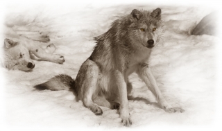 Winter Wolves