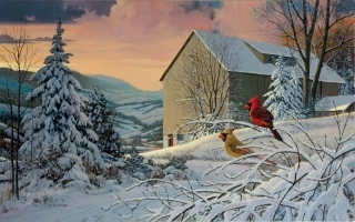 Winter Morning Cardinals