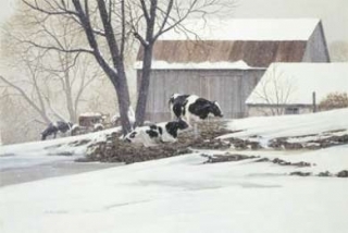 Winter Holsteins