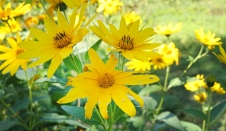 Yellow Daisys