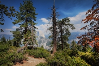 Yosemite Green