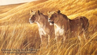 African Amber - Lioness Pair