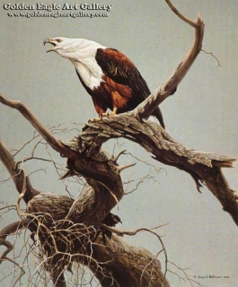 African Fish Eagle