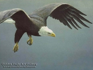 Approach - Bald Eagle