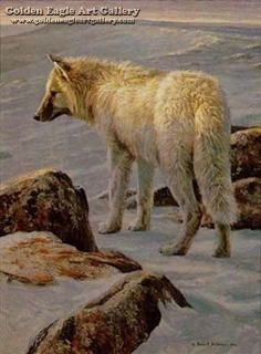 Arctic Evening - White Wolf