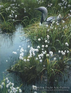 Arctic Loon and Cotton Grass
