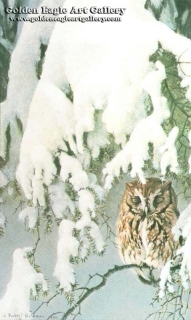 Asleep in the Hemlock - Screech Owl