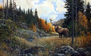 Autumn Elk