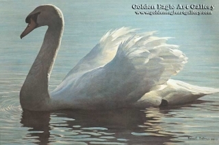 Backlight - Mute Swan