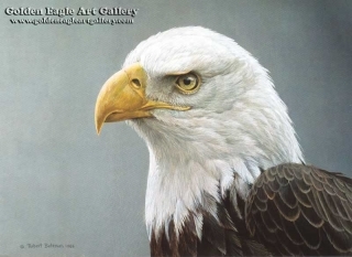 Bald Eagle Portrait