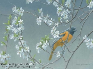 Baltimore Oriole and Plum Blossoms