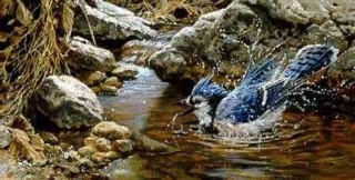 Bathing - Blue Jay