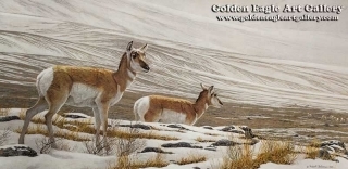 Big Country - Pronghorn Antelope