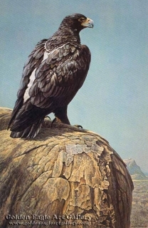 Black Eagle