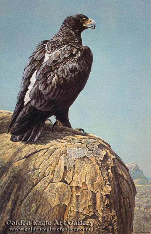 BLACK EAGLE   Golden Eagle Art Gallery