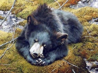 Bearly Asleep