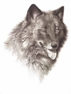 Black Wolf