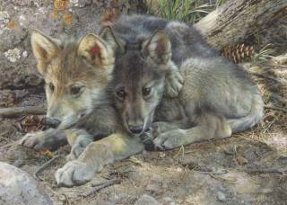 Brotherly Love - Wolf Pups