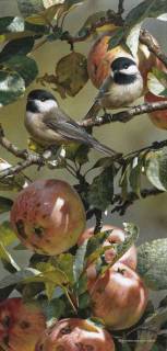 Chickadee and Apple Tree