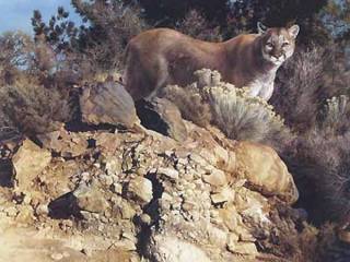 Cliff Dweller - Cougar