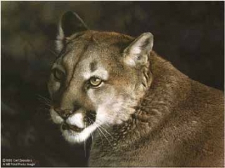 Close Up - Cougar