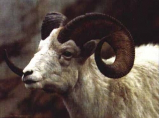 Dall Sheep Portrait