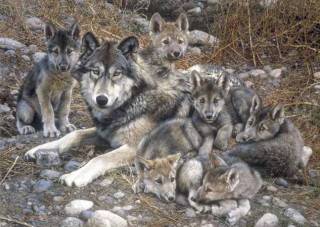 Den Mother  Wolf Family