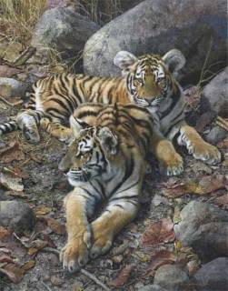 Endangered Ambassadors - Tiger Cubs