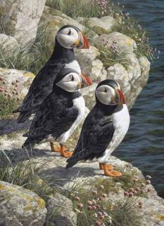 Fisherma's Wharf - Puffins