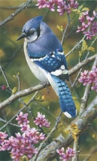 Flash of Sapphire - Blue Jay