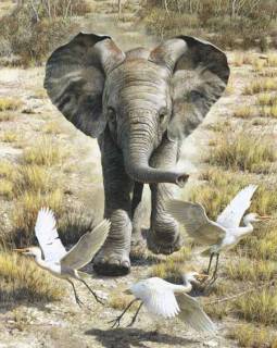 Flushing Egrets - Baby Elephant