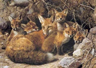 Full House Fox Family