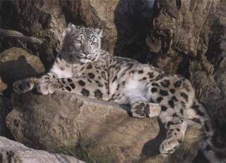 Ghost Cat - Snow Leopard