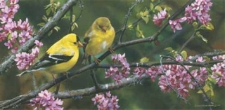 Gleam of Gold - Goldfinch