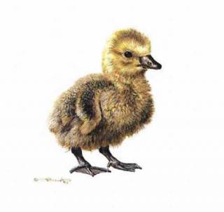 Gosling Study