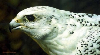 Gyrfalcon Portrait