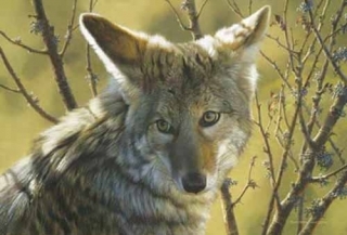 Home Field Advantage - Coyote