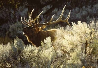 Indian Summer - Bugling Elk
