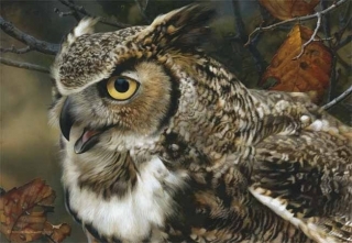 In Focus - Great Horned  Owl