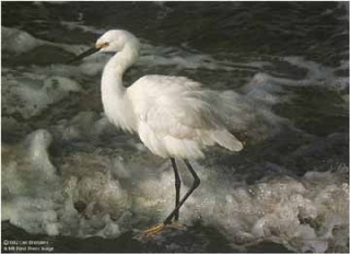 Island Shores - Snowy Egret