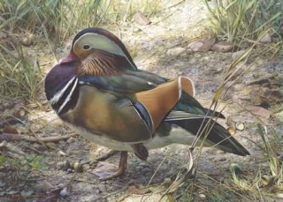 Mandarin Drake