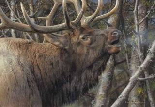 Mating Call - Bugling Elk
