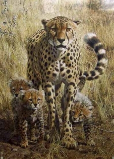 Message in the Wind Cheetahs