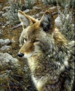 Natural Survivor - Coyote