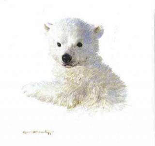 Polar Bear Cub  Study